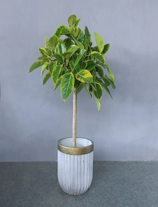 选择鄞州绿植租摆公司，开启绿色生活新体验！